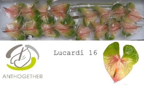 Anth A Lucardi