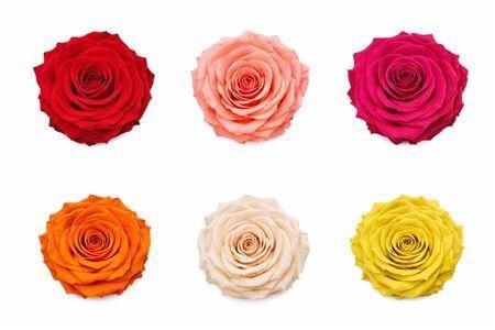 Rosa Painted 10cm