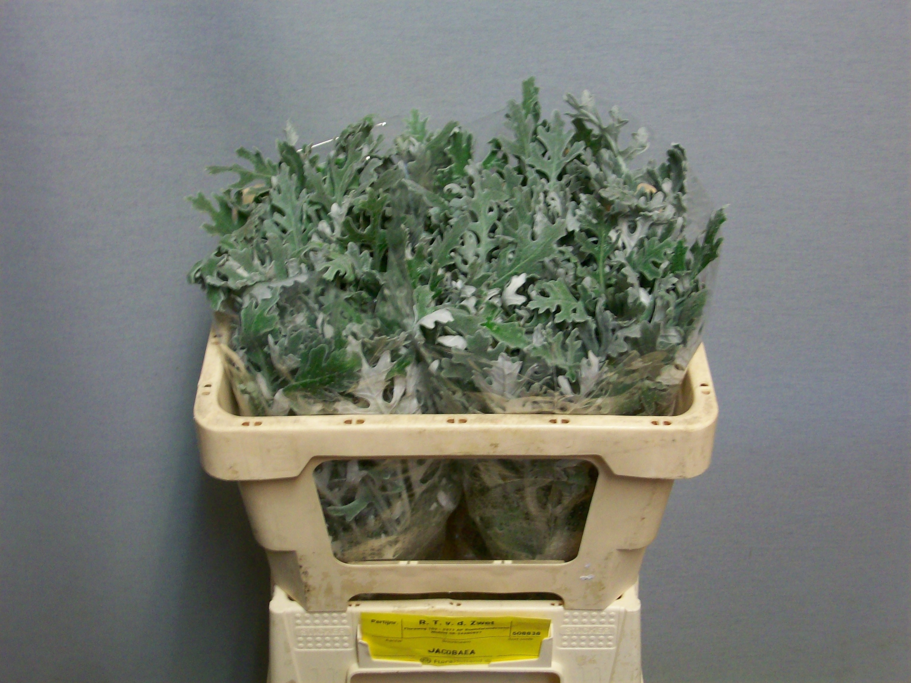 Senecio Dusty Miller 45cm