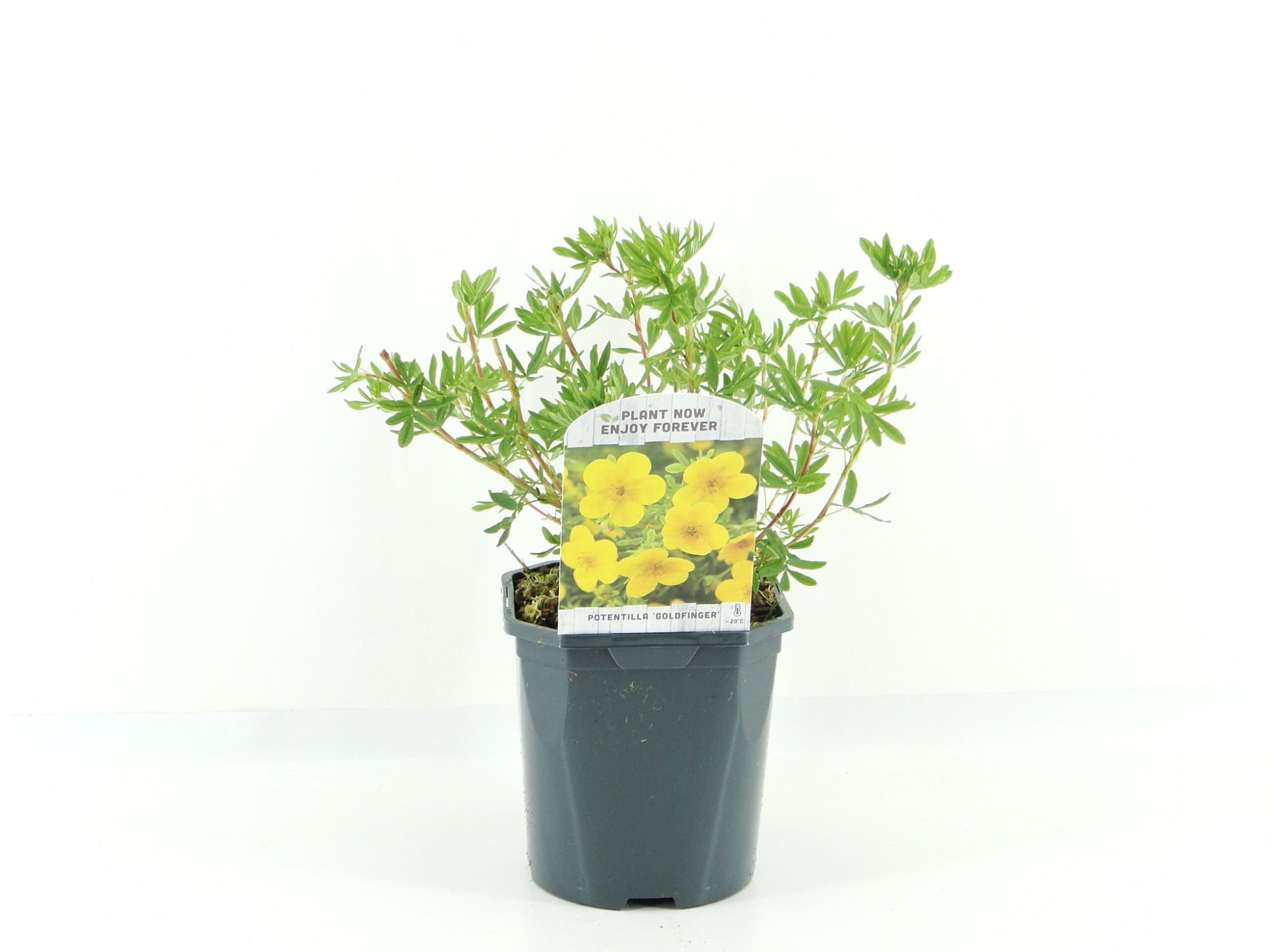 Picture of Potentilla frut. Goldfinger