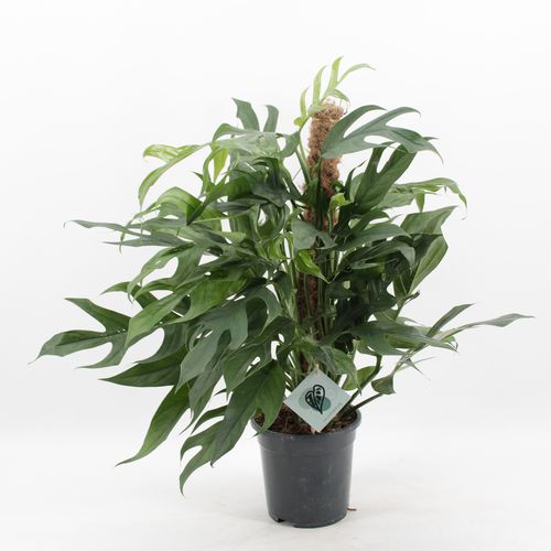 Epipremnum Pinn.Baltic Blue p17 Zeur