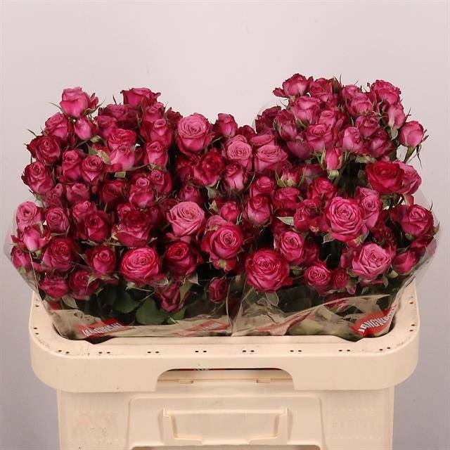 Rosa Spr Purple Queen 60cm