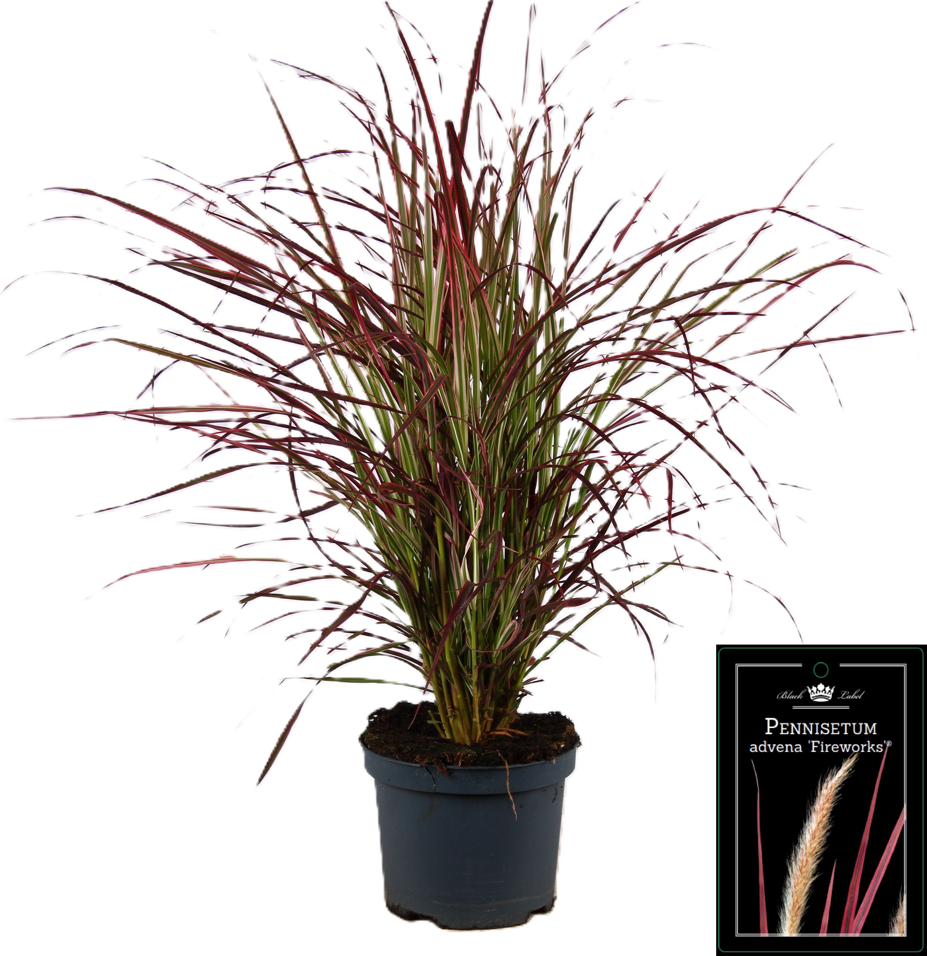 Picture of Pennisetum x advena Fireworks