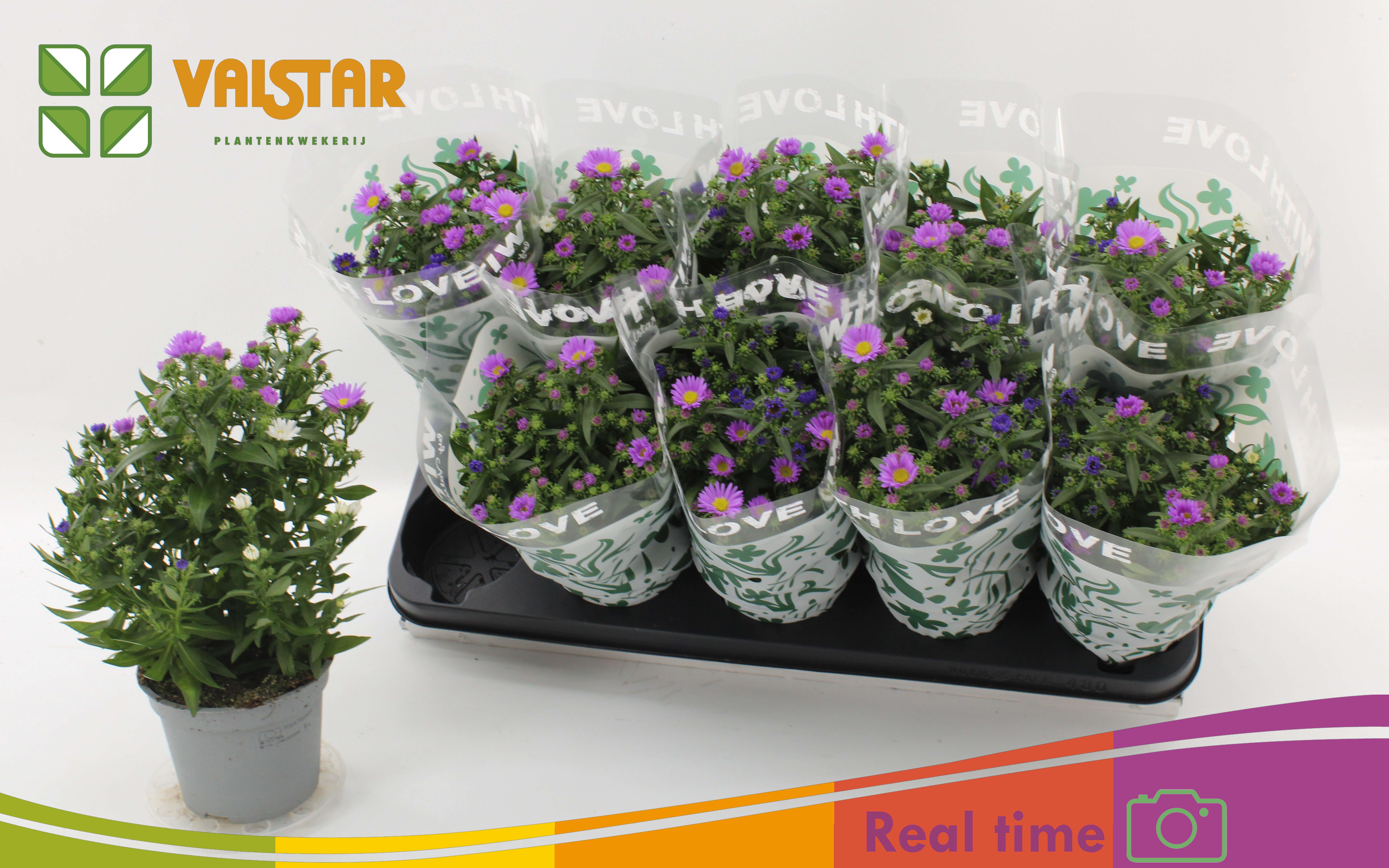 Aster novi-belgii overig - Aster