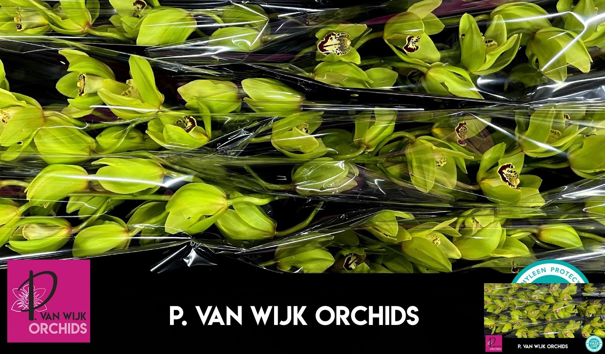 Cymbidium Bonyoni 12/15bl