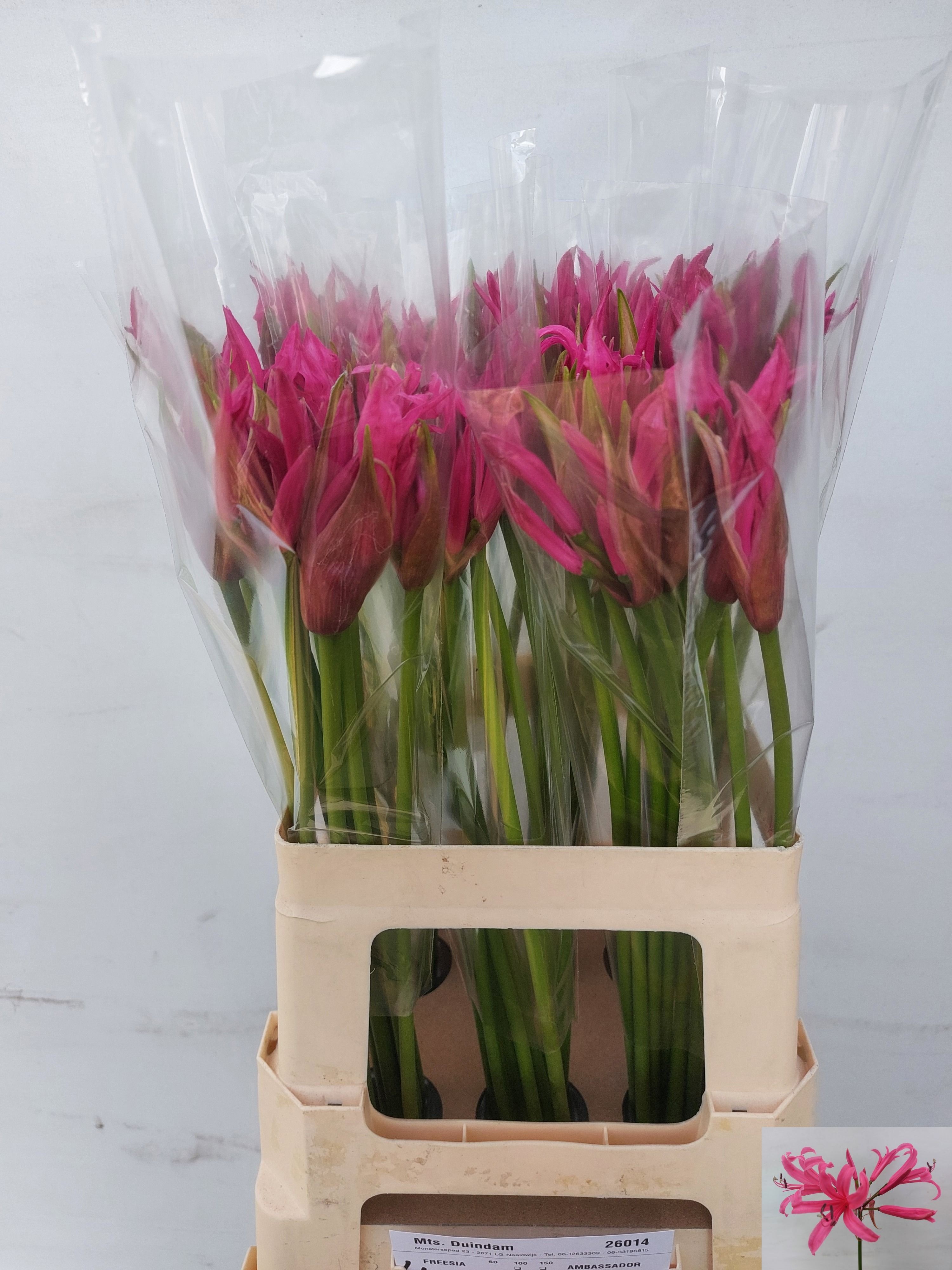 Ne Bo Roussy 60cm