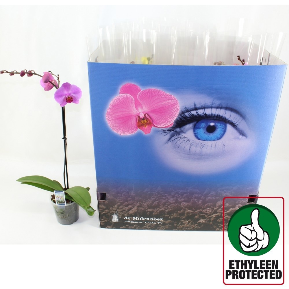 Phal Gem 6 Kl 12P 60H 1TAK 6bloem 12bloei