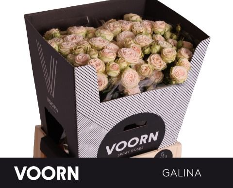 R Tr Galina