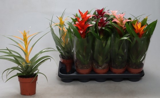 Bromelia Gem 12P 40H