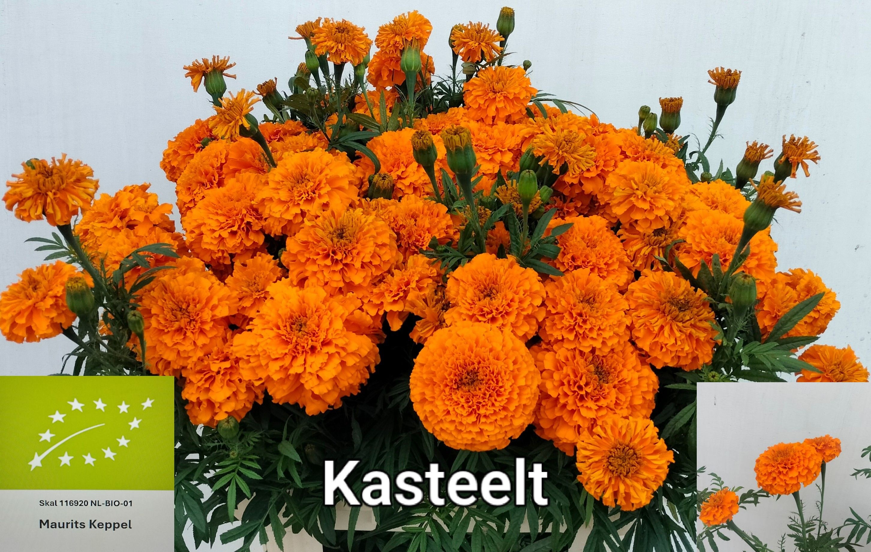 Tage E Co Deep Orang 80cm
