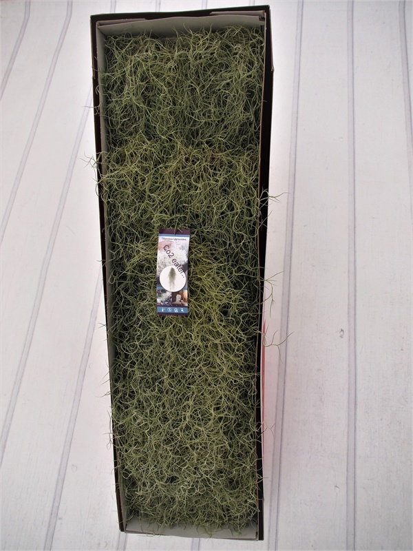 Till Usneoides