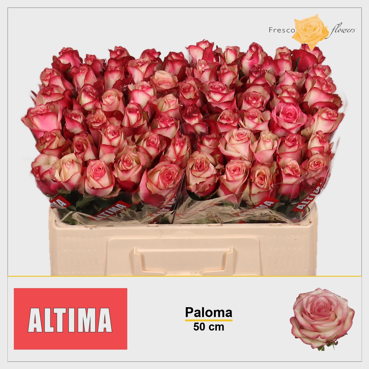 Rosa Paloma 50cm