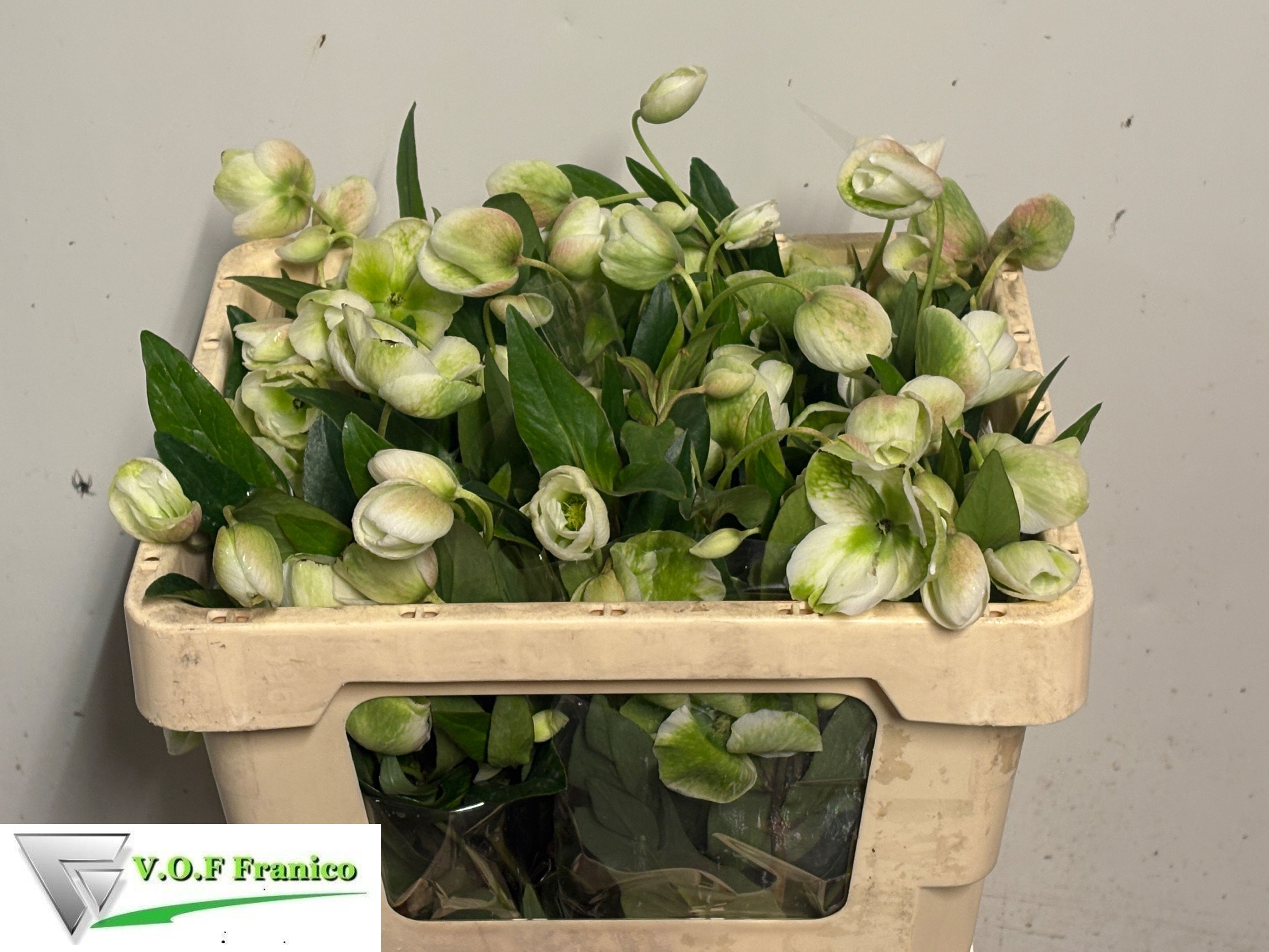 Helleborus Winterbells 50cm