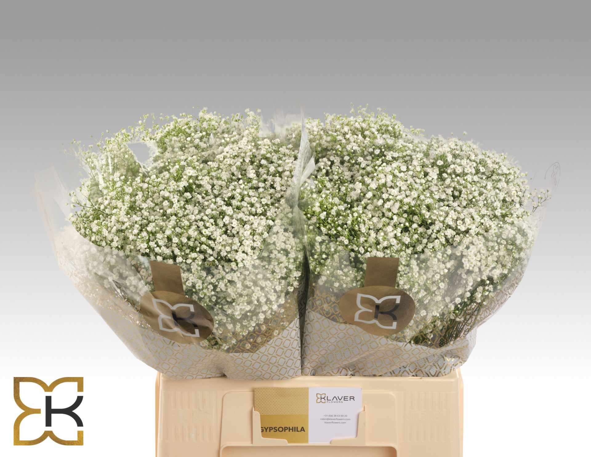 Gypsophila Discovery 60cm 15gram