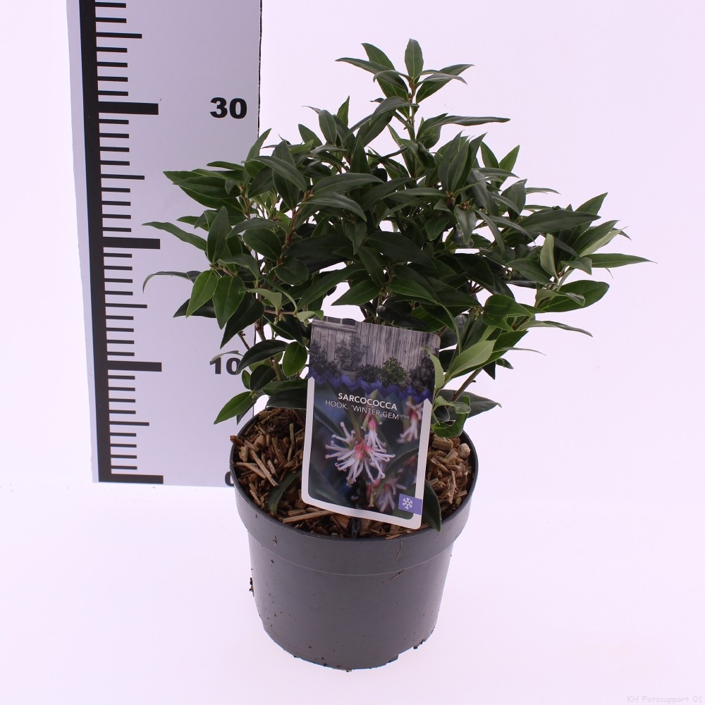 Picture of Sarcococca Winter Gem