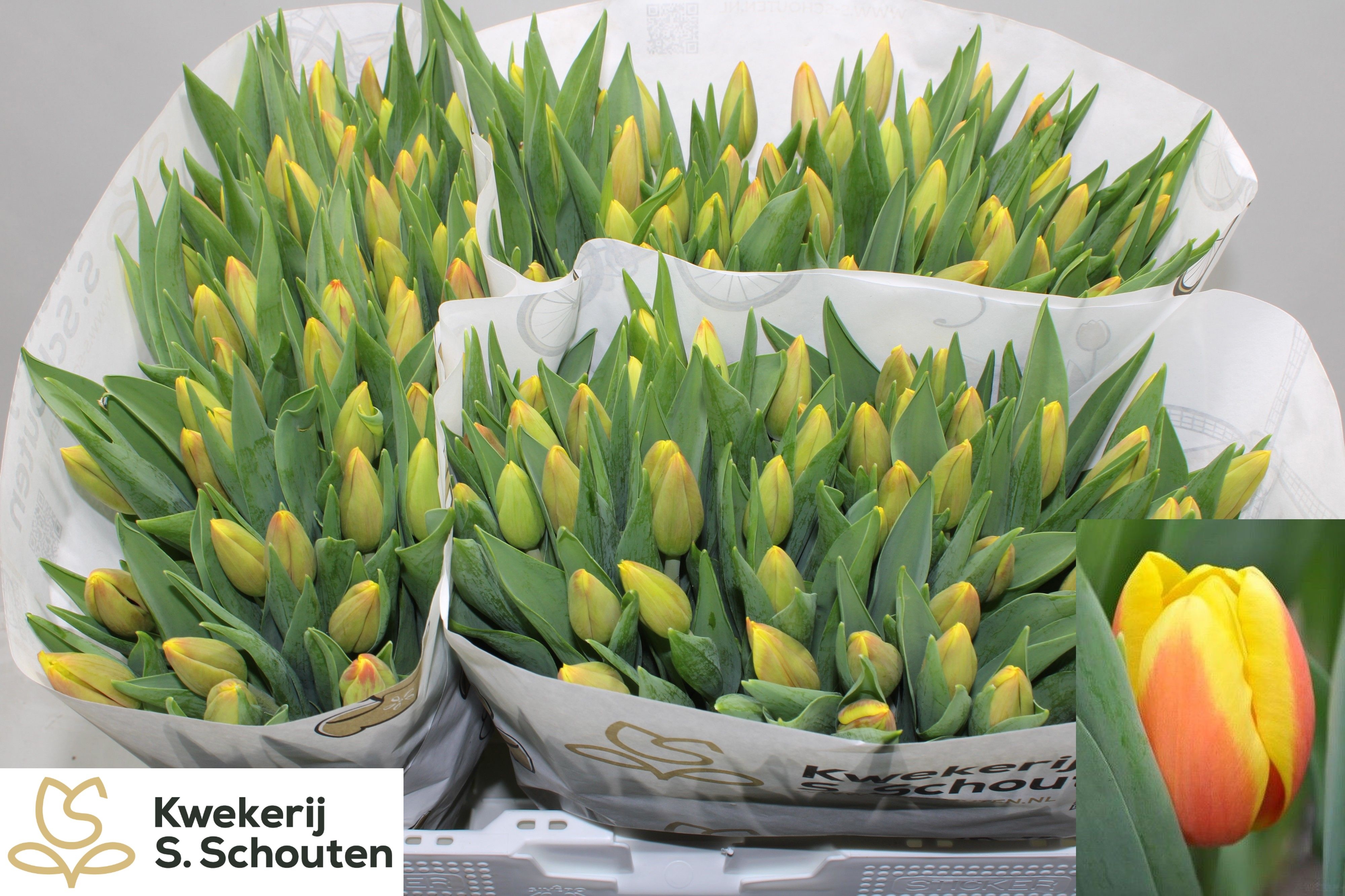 Tulipa Ms Li 40cm 30gram