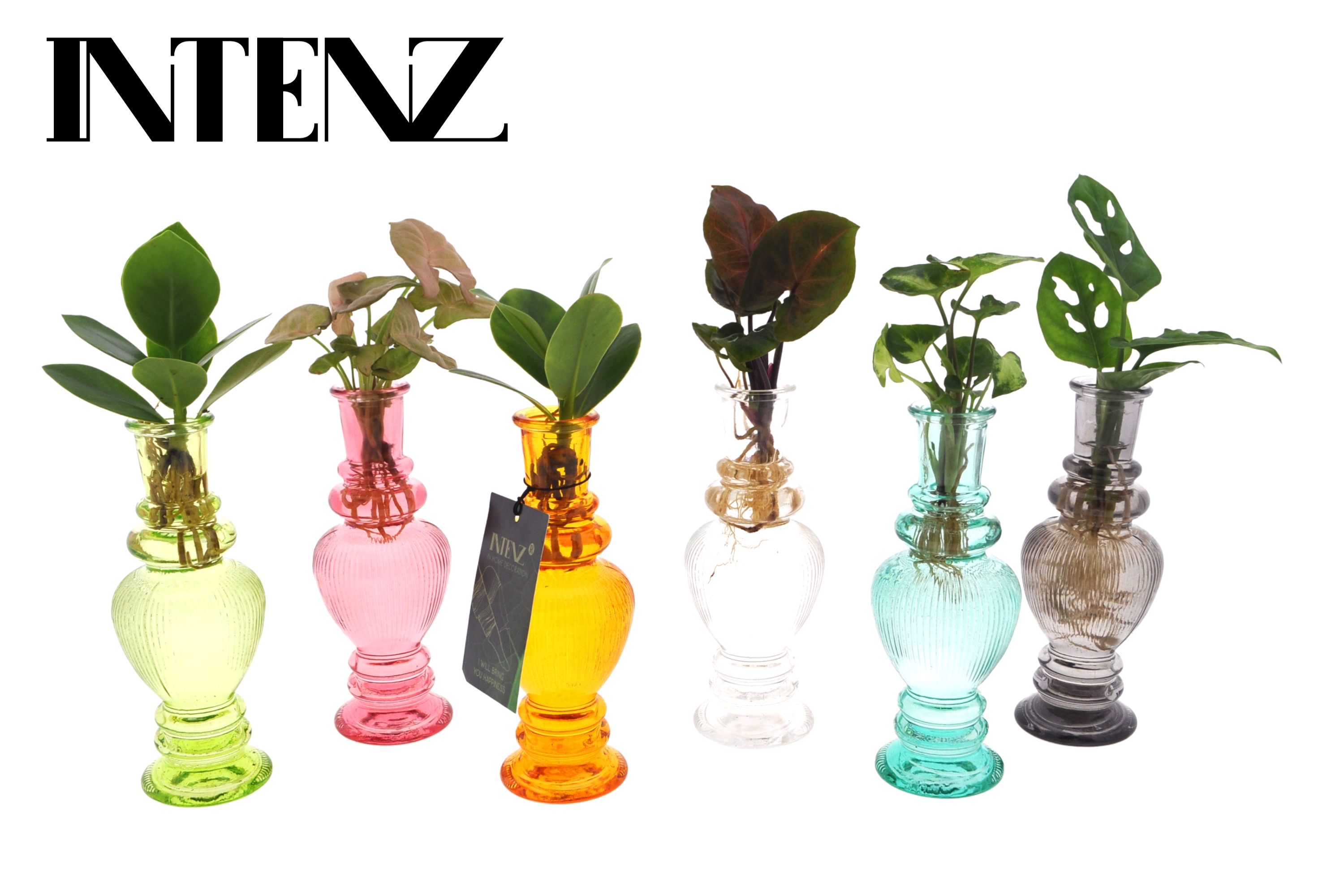 Picture of Hydroponic Houseplants varieties in Venice glass P7 20CM