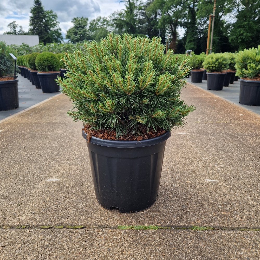 Picture of Pinus sylvestris Martham C12 35/40