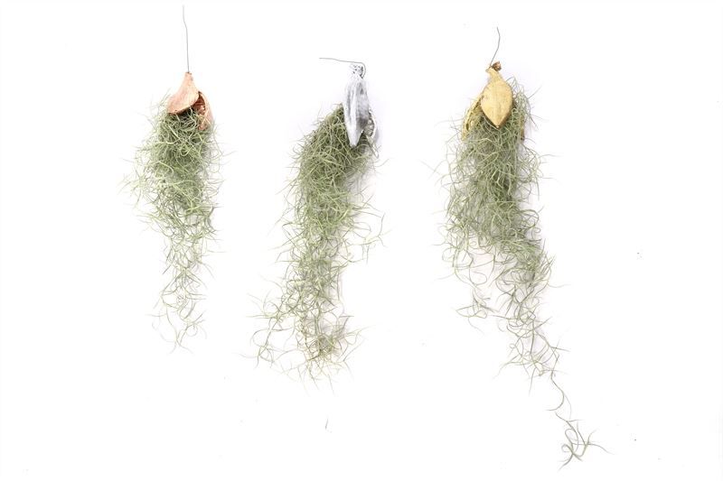 Till Usneoides