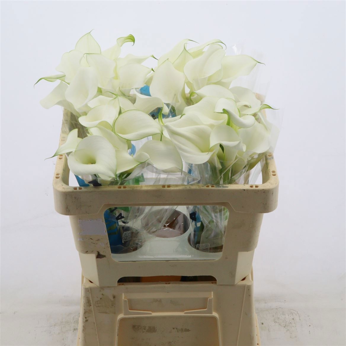 Calla Pure Art 50cm
