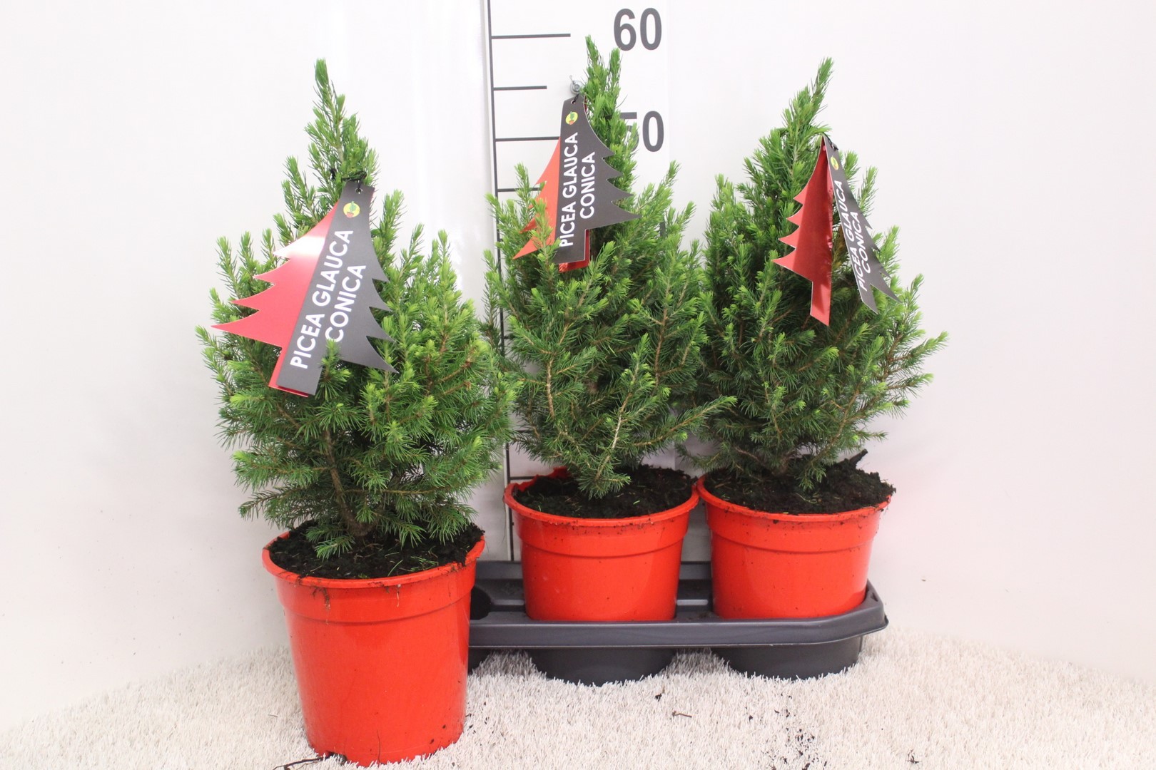 Picture of Picea glauca Conica P19 (3 Ltr) 60/CM-INCL-POT/POTGROWN/RED