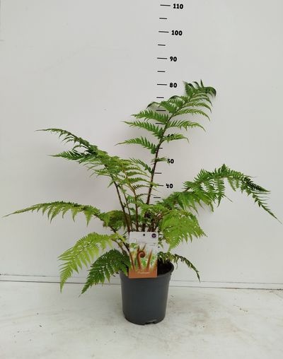 Dicksonia antartica