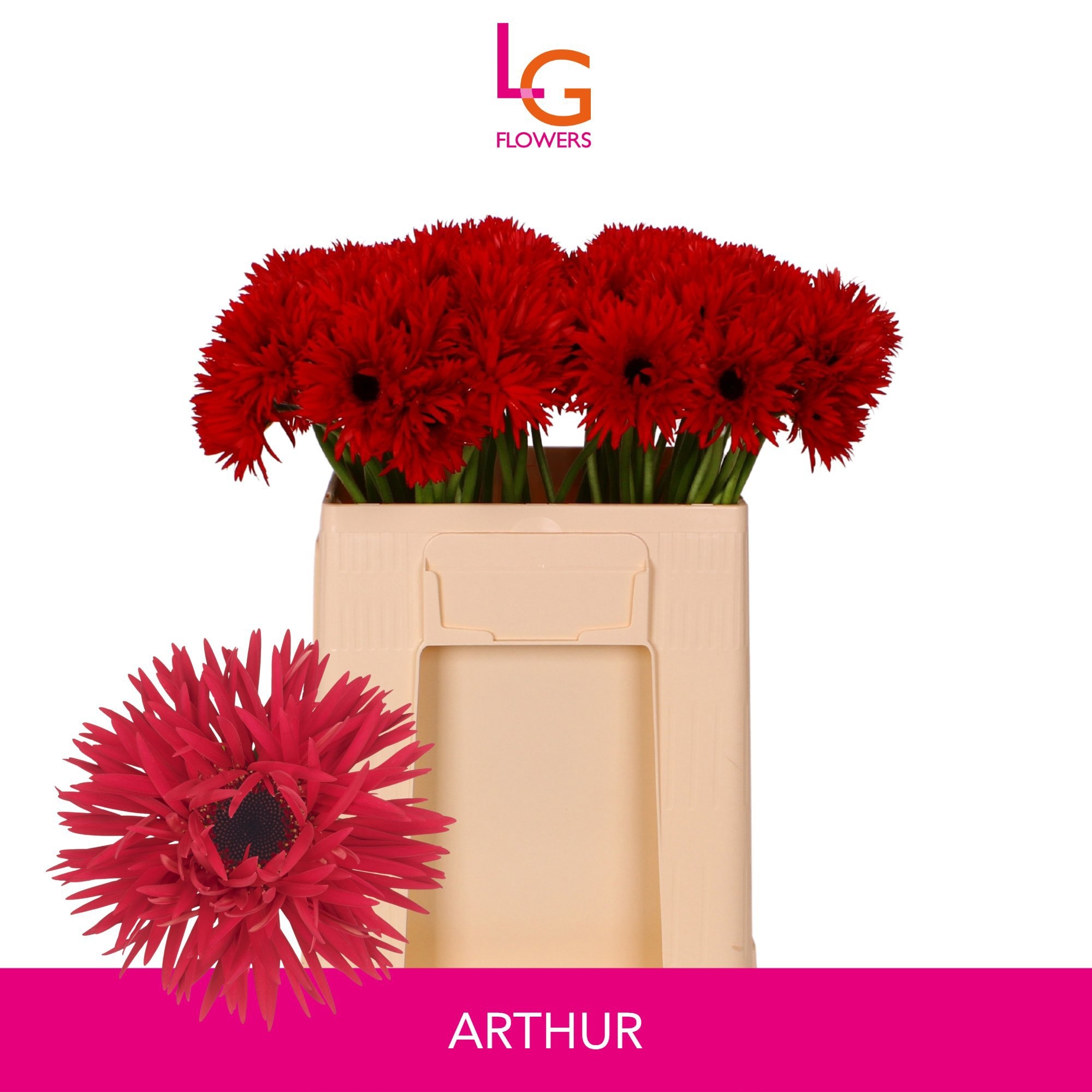 Ge Ms Punki Arthur