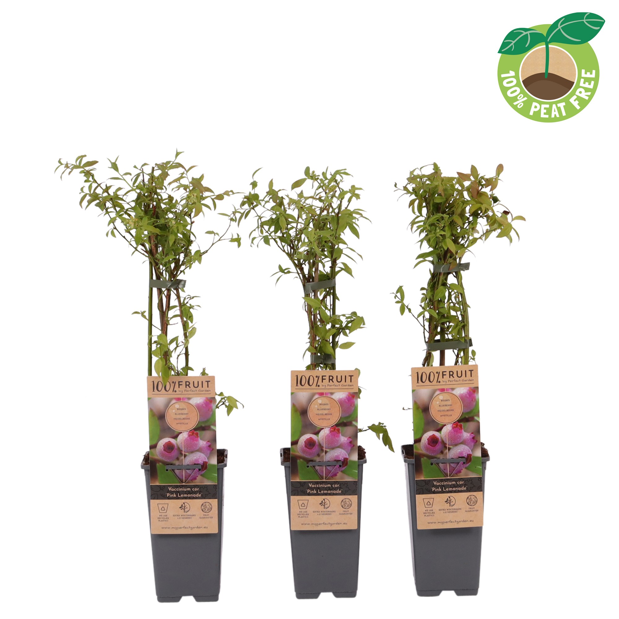 Picture of Vaccinium cor. Pink Lemonade P15 (2 Ltr/high)