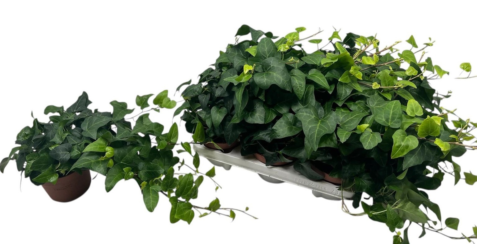Hedera hel. 'Mein Herz' HED HE MEIN HERZ | Gardenline