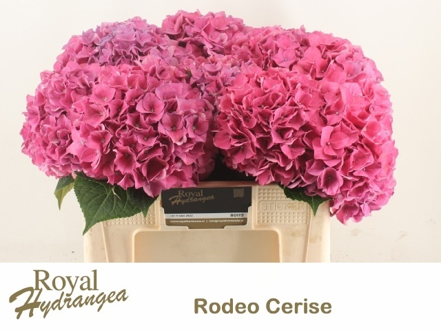 Hydrangea Rodeo Dark Pink 50cm 16Ø