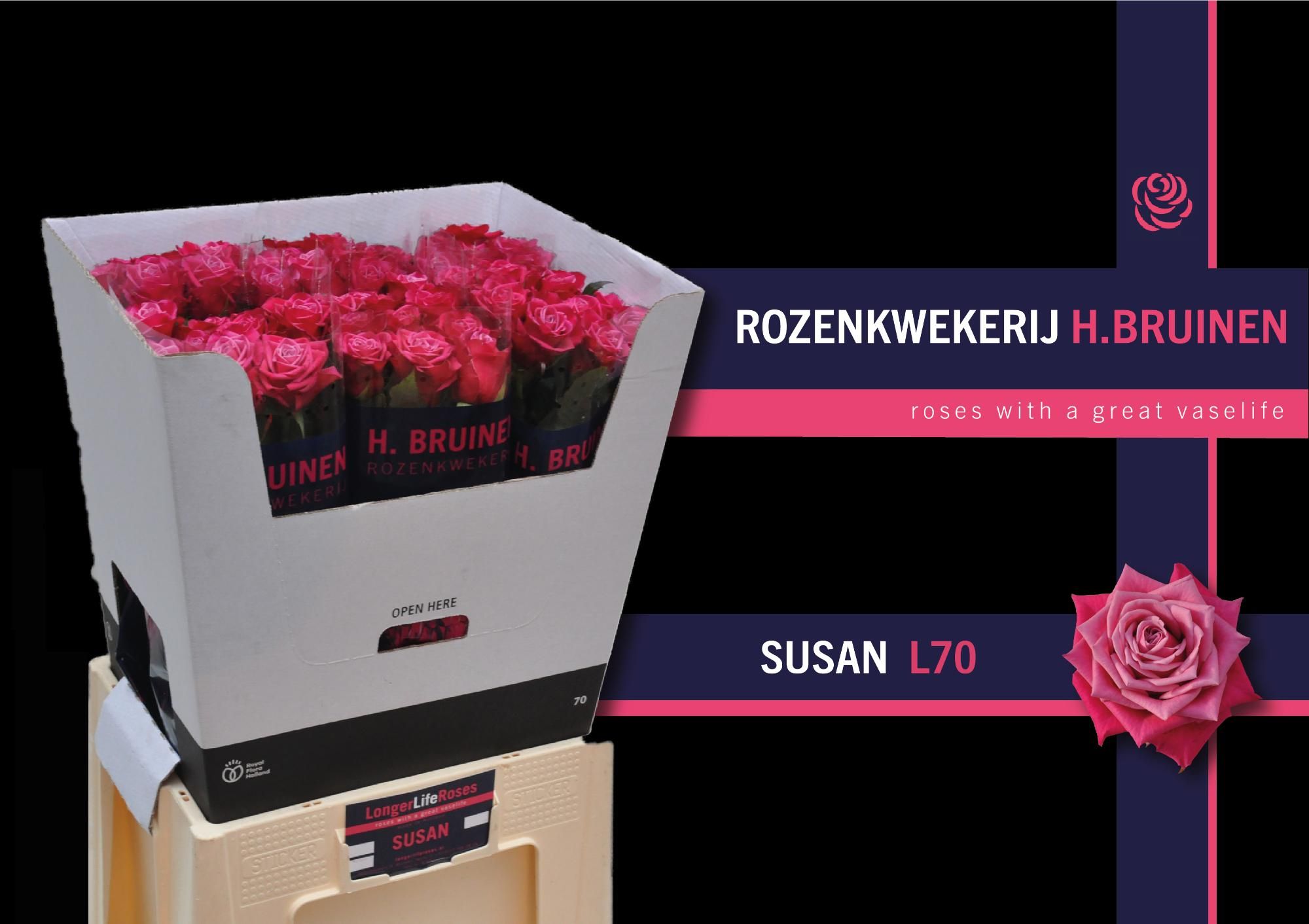 Rosa Susan 70cm