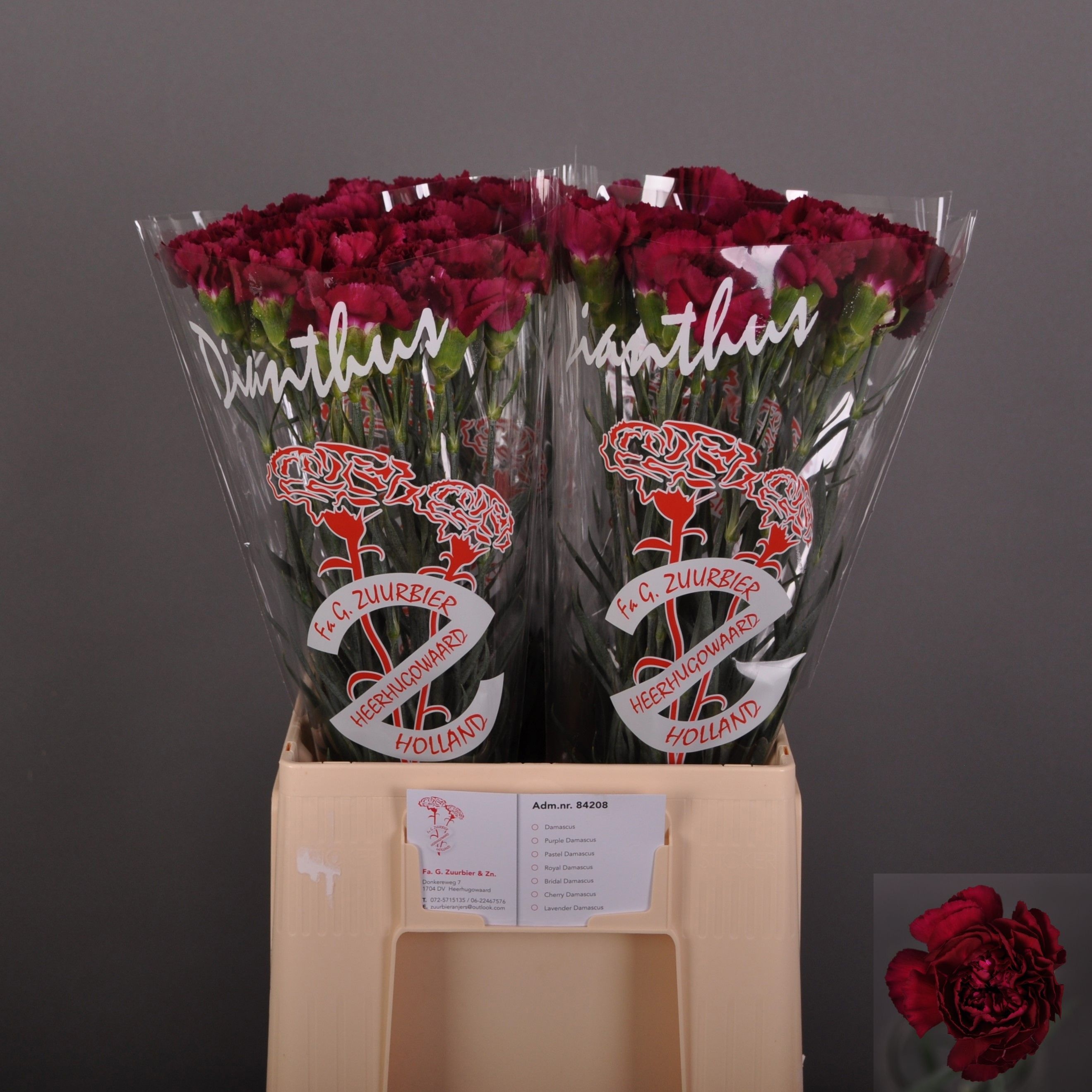 Dianthus St Purple Damascus 60cm
