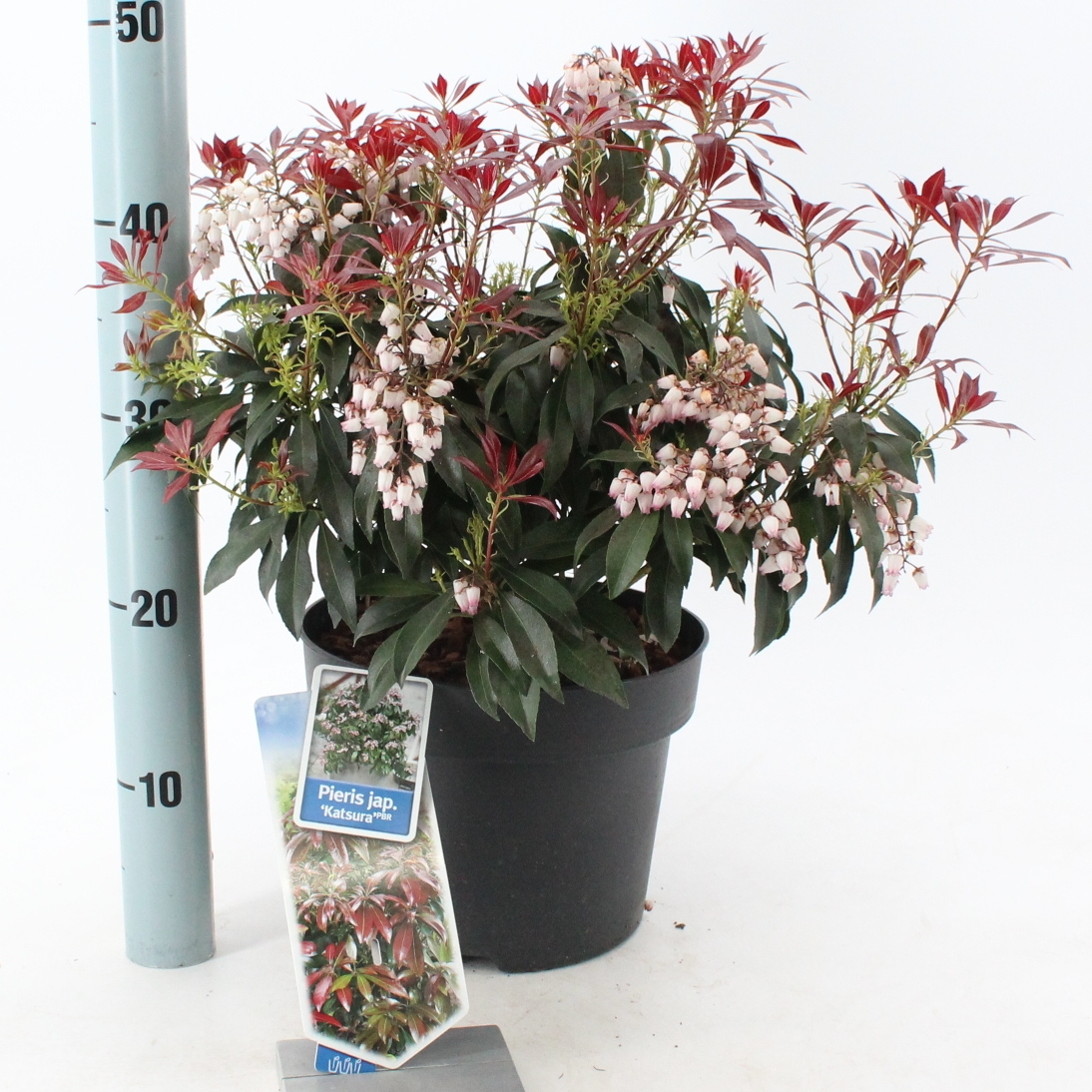 Picture of Pieris jap. ‘Katsura’ PBR