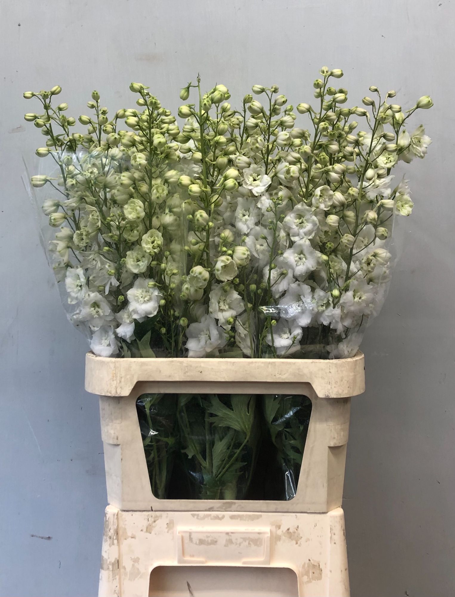 Delph Du Cent White 100L.cm 34bloei