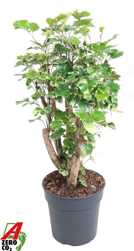 Polyscias Balfouriana vertakt