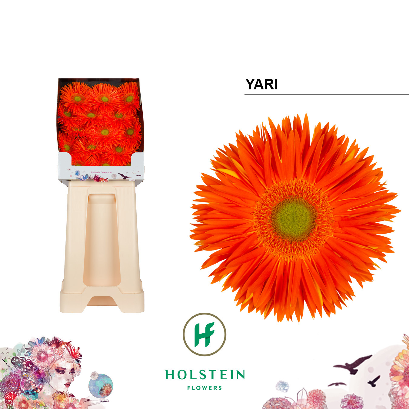 Ge Gs Yari+