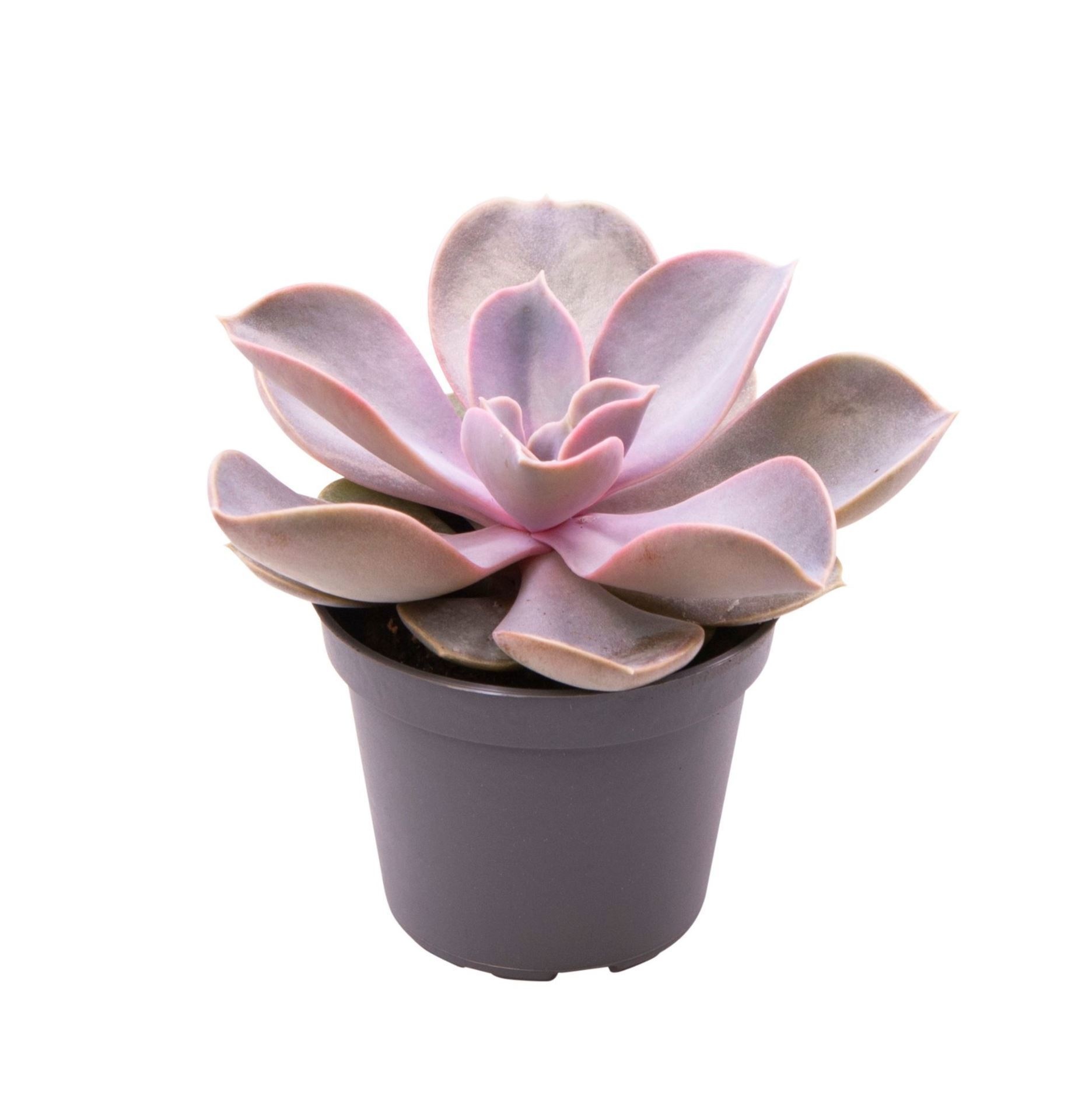 Echeveria Gibbiflora Metallica