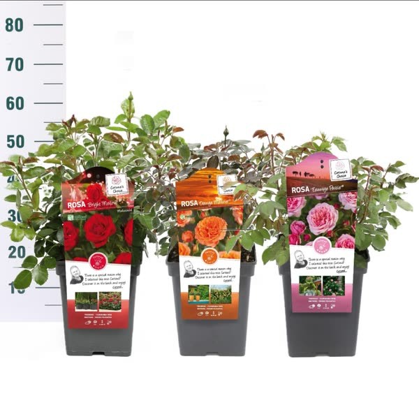 Picture of Rosa best mix P23 (5 Ltr) BUSH