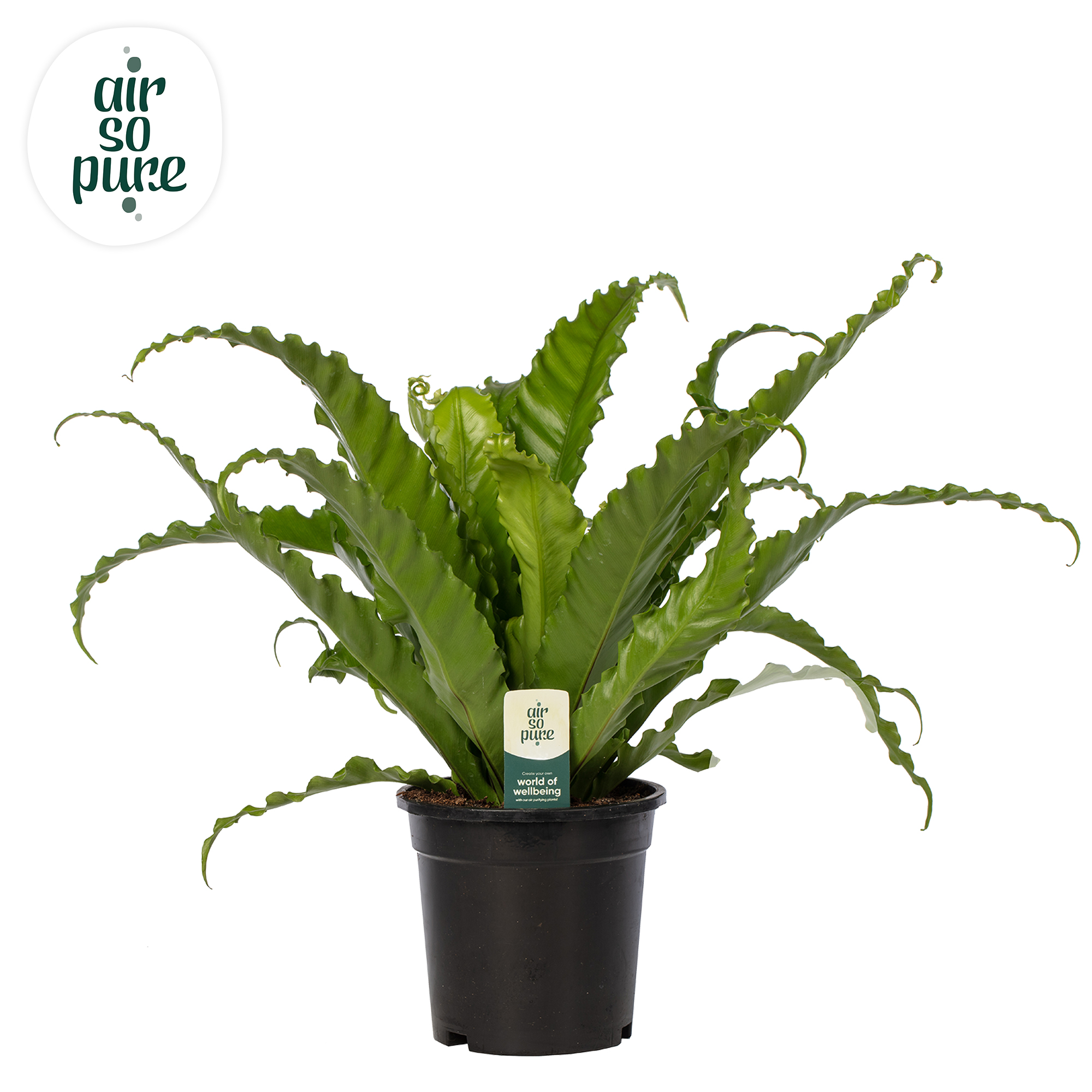 Picture of Asplenium Osaka - Air So Pure INDOOR P17 40CM