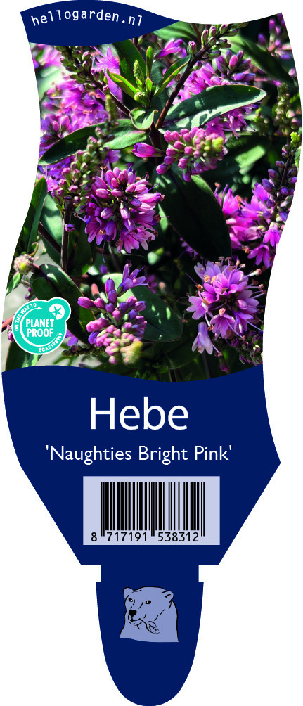 Hebe 'Naughties Bright Pink'