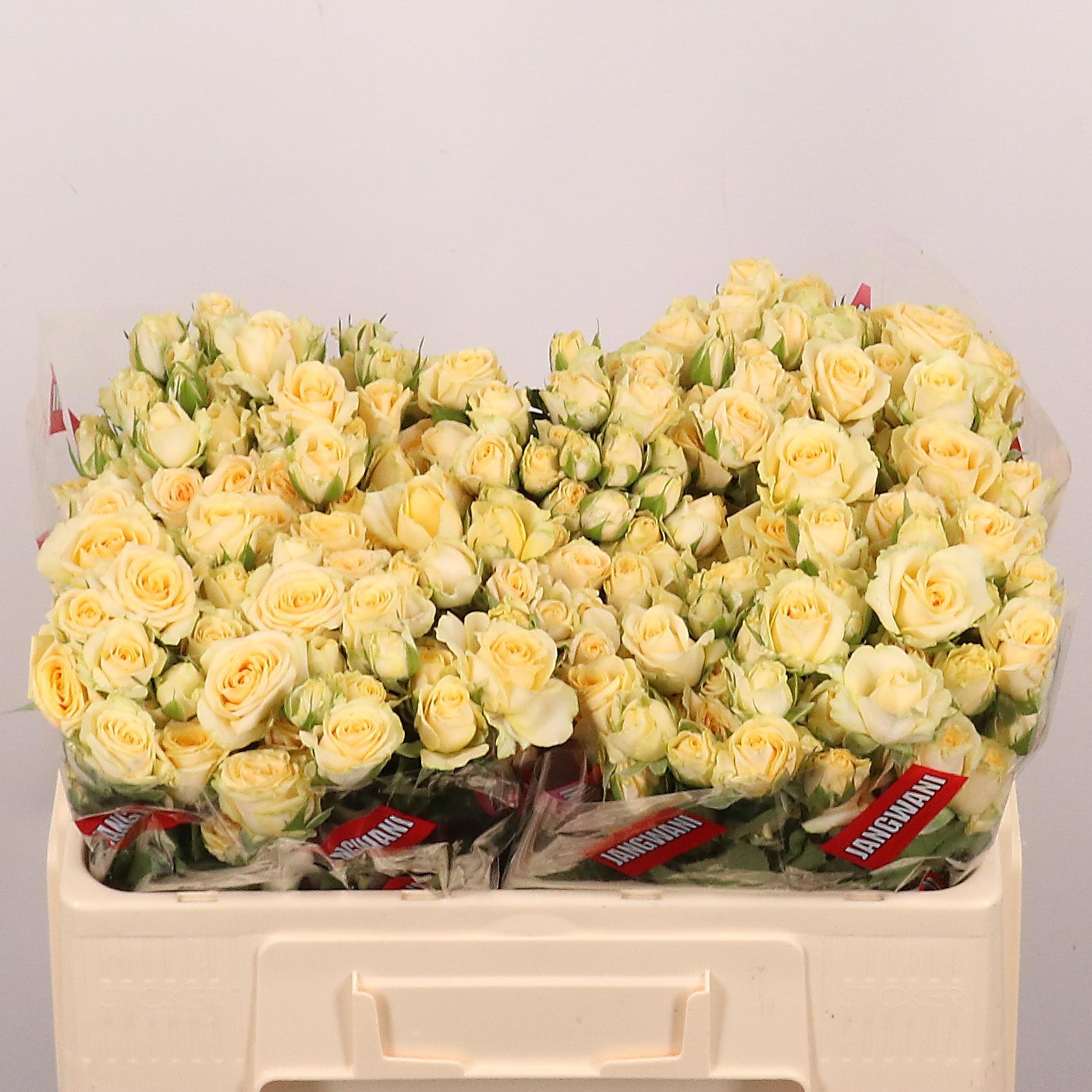 Rosa Spr Salinero 50cm