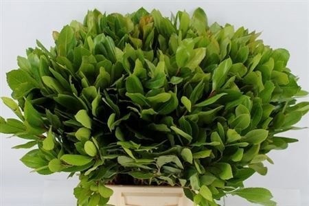 Arbutus Unedo