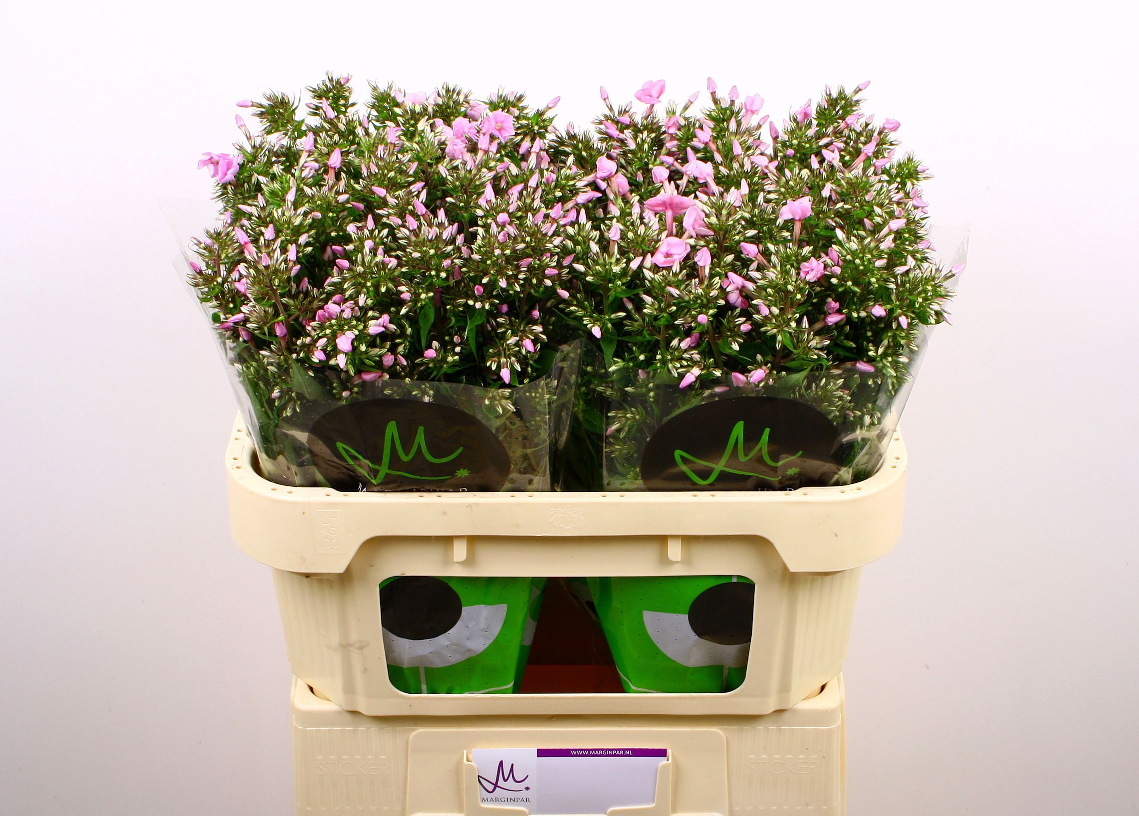Phlox P Pink Eyes