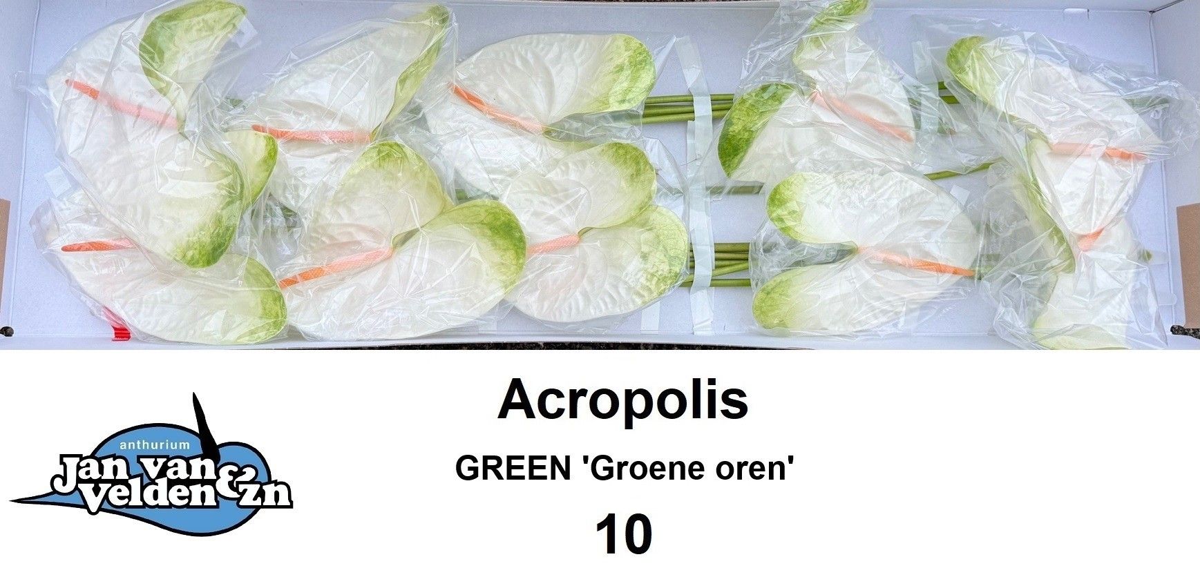 Anthurium Acropolis 15Ø