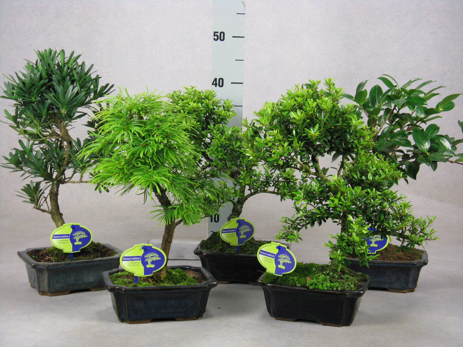 Picture of Bonsai mix outdoor, 20cm., shape, without drip tray - Partly without leaves during winter P15 30CM