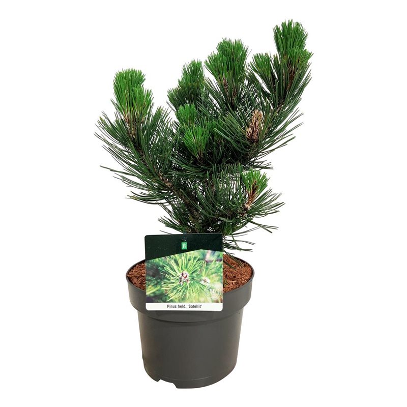 Picture of Pinus held. 'Satellit'