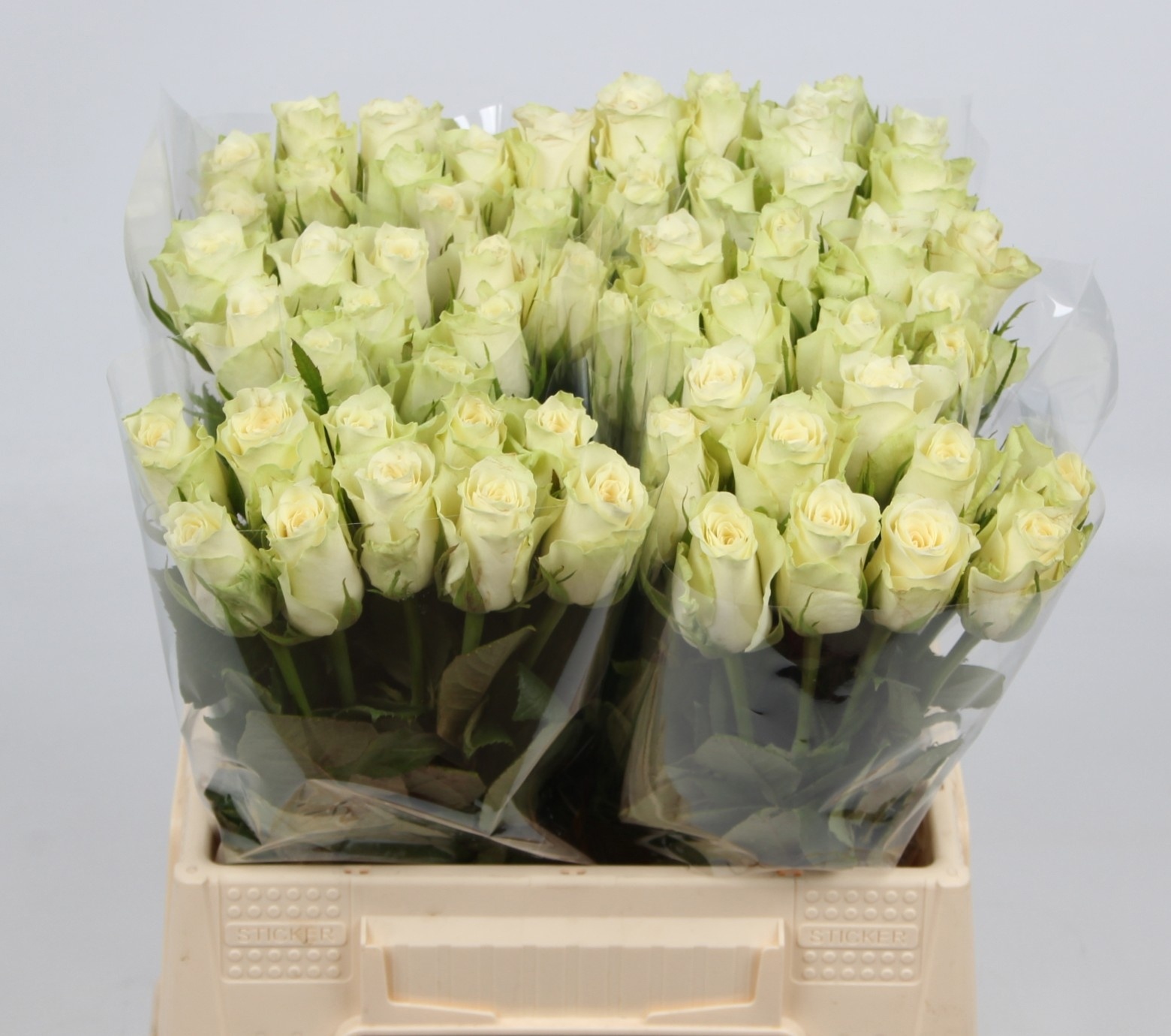 Rosa Athena 40cm