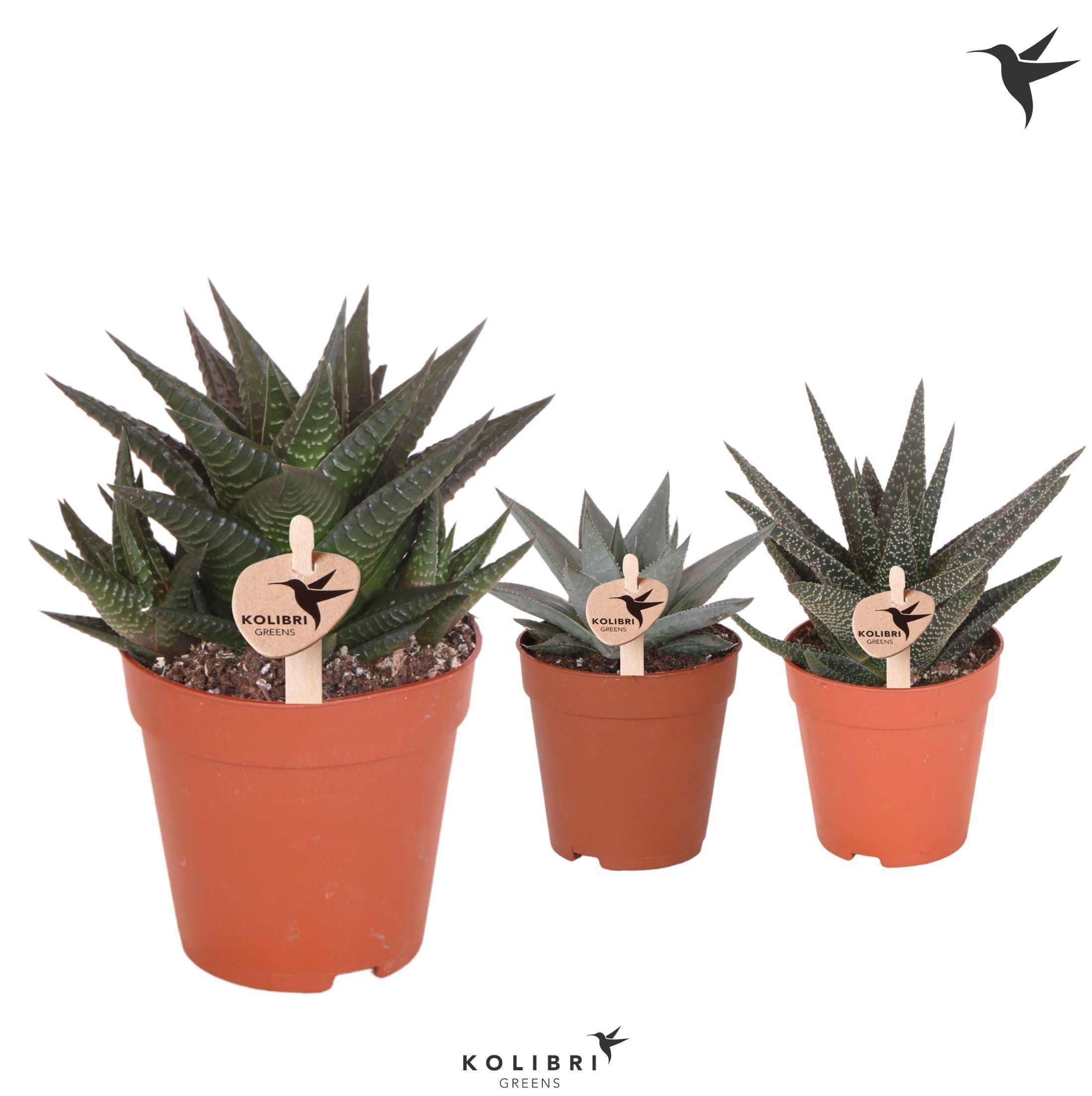 Haworthia Kolibri Greens Succulenten Haworthia mix