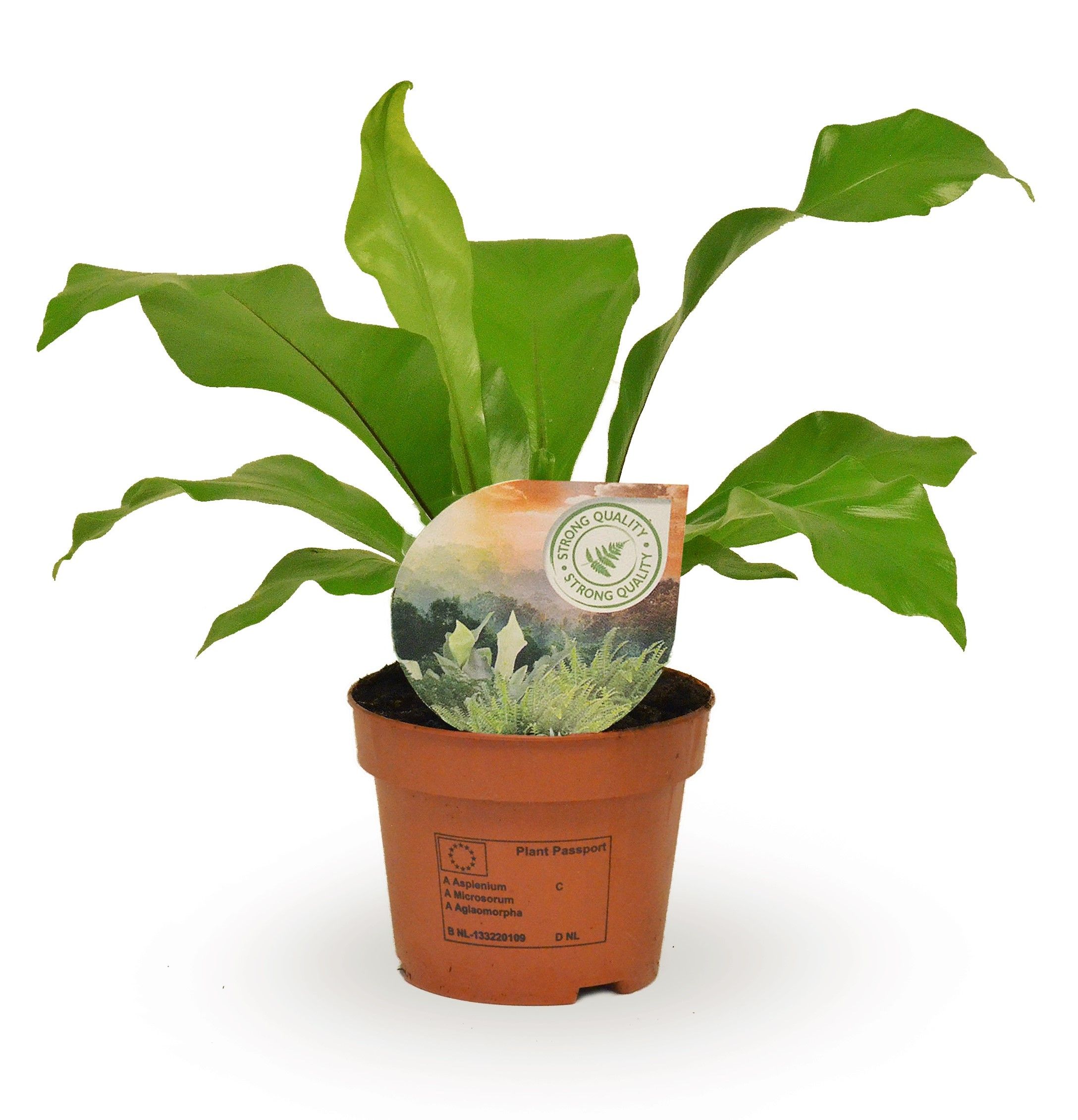 Asplenium nidus