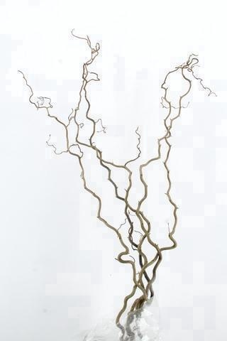 Coryl Av Contorta